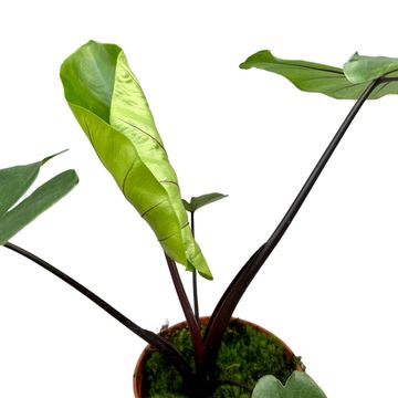 Alocasia macrorrhizos 'Black Stem'