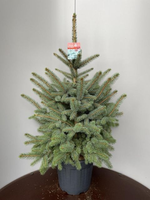 Picea pungens SUPER BLUE SEEDLING