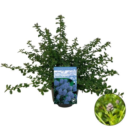 Ceanothus thyrsiflorus repens