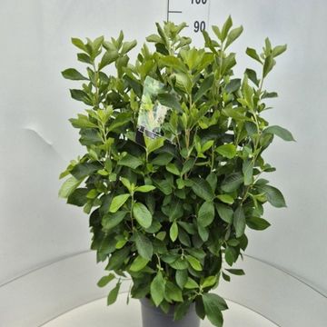 Clethra alnifolia