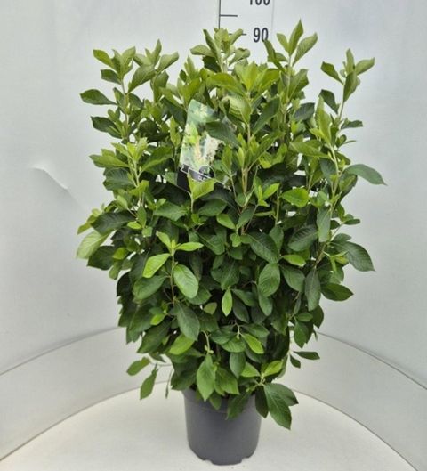 Clethra alnifolia