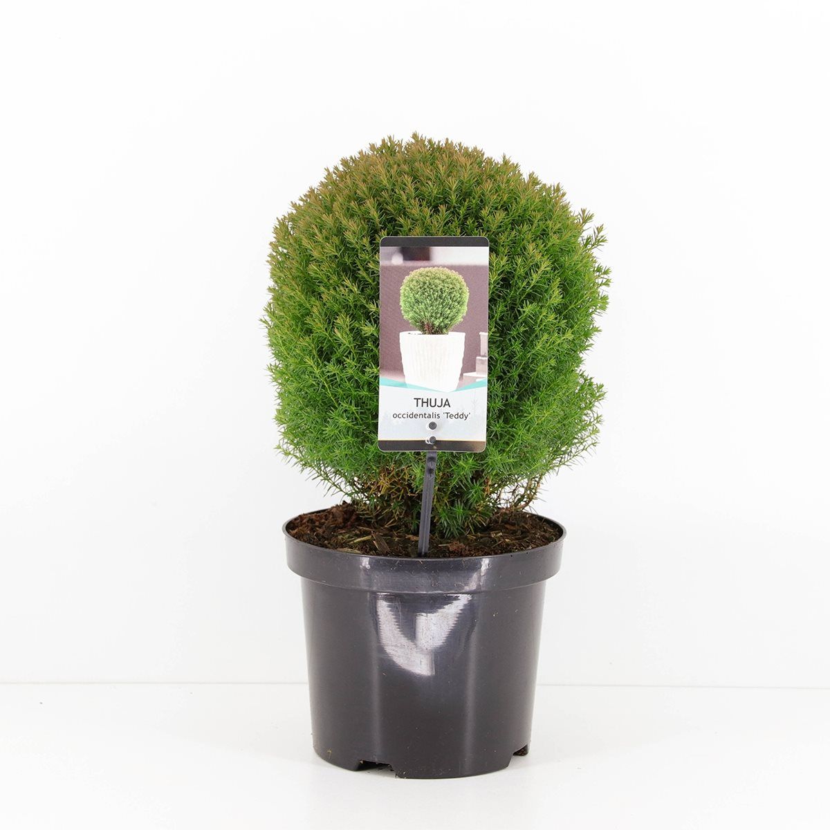 Thuja occidentalis 'Teddy'  Plant Wholesale FlorAccess