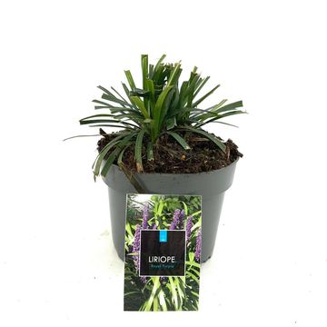 Liriope muscari 'Royal Purple'