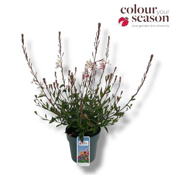 Gaura lindheimeri GAUDI WHITE