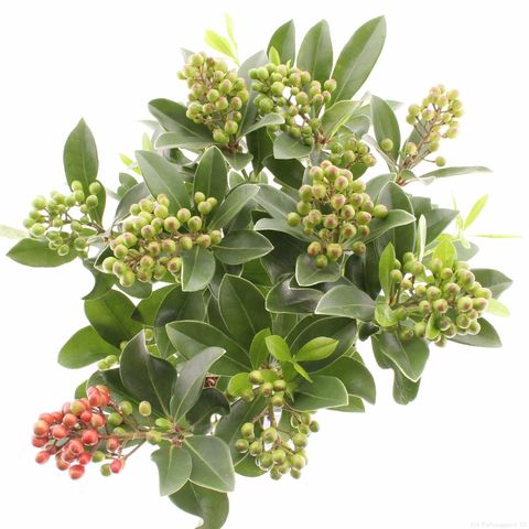 Skimmia japonica 'Temptation'