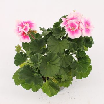 Pelargonium KATY