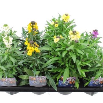 Erysimum linifolium MIX