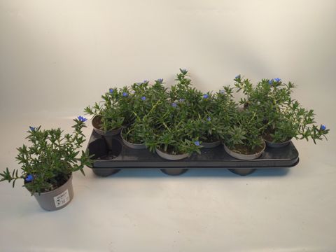Lithodora diffusa