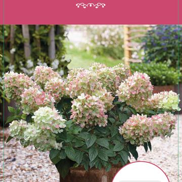 Hydrangea paniculata PINKLIGHT