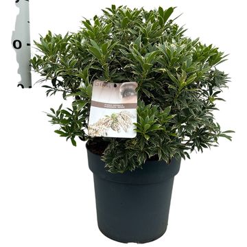 Pieris japonica 'Variegata'