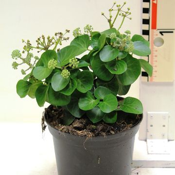 Hedera hibernica 'Arbori Compact'