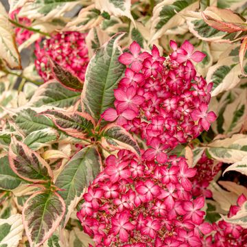 Hydrangea serrata EUPHORIA PINK