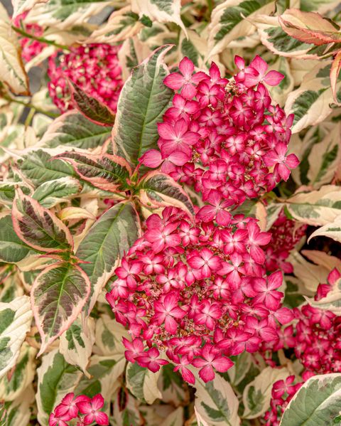 Hydrangea serrata EUPHORIA PINK