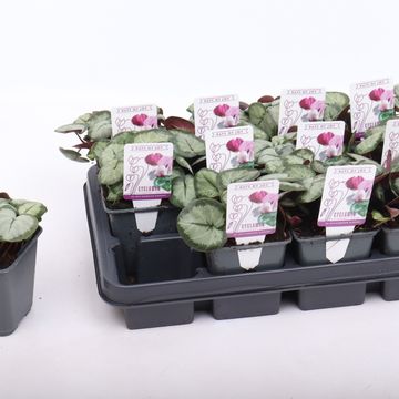 Cyclamen coum 'Silver Leaf White'