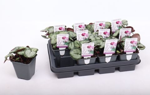 Cyclamen coum 'Silver Leaf White'