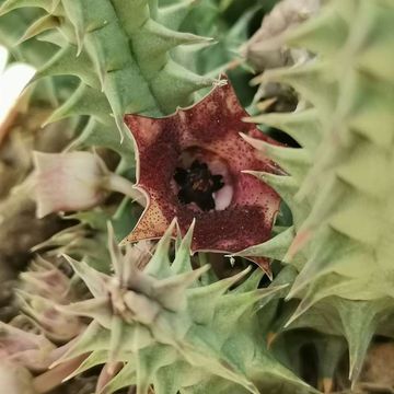 Huernia macrocarpa