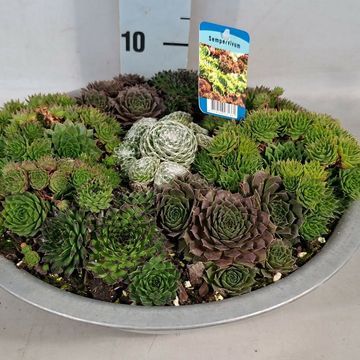 Sempervivum MIX