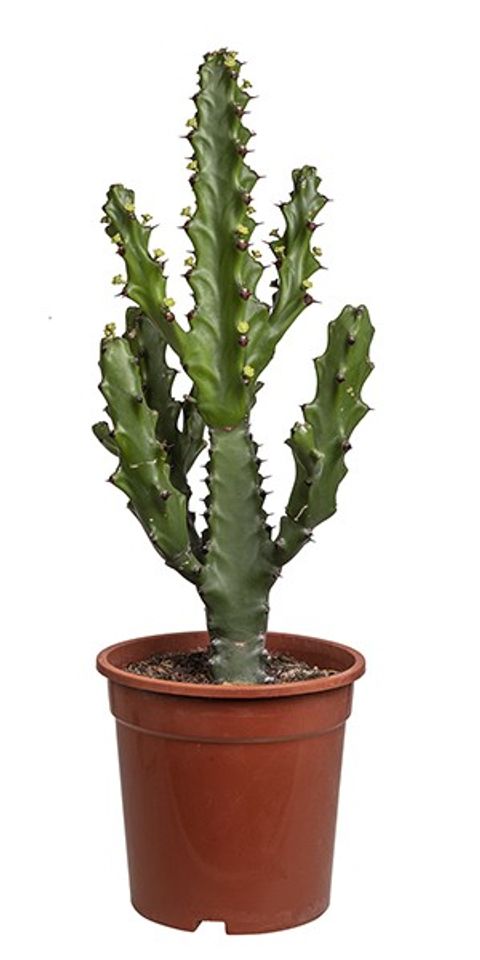 Euphorbia mayuranathanii