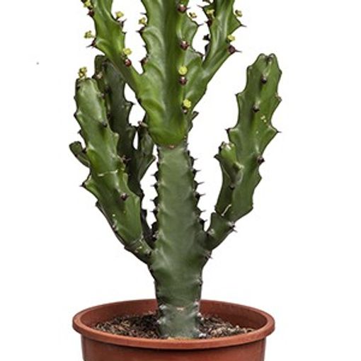 Euphorbia mayuranathanii