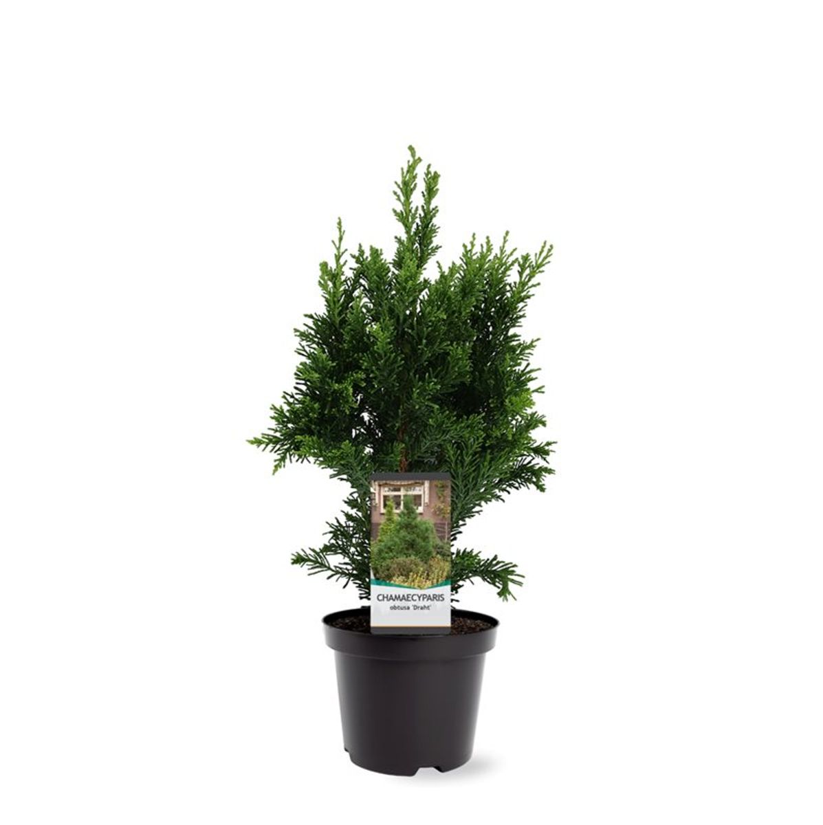 Chamaecyparis obtusa 'Draht' — Plant Wholesale FlorAccess