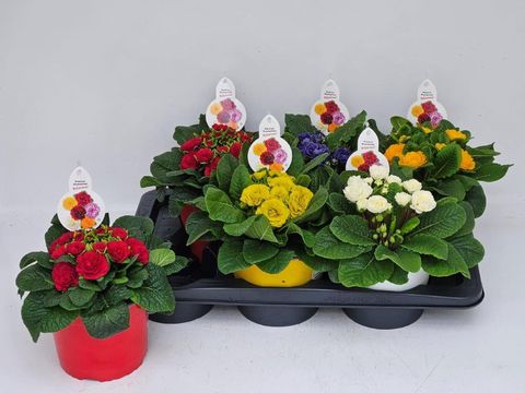 Primula vulgaris BELARINA MIX