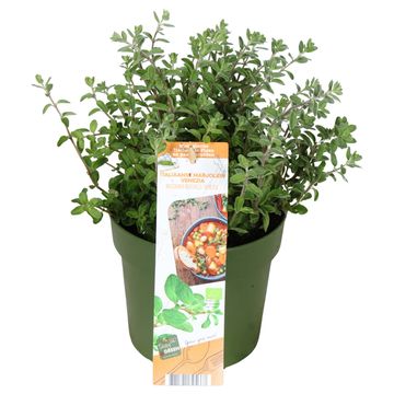 Origanum majorana 'Venezia'