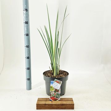 Dietes bicolor MILKY WAY
