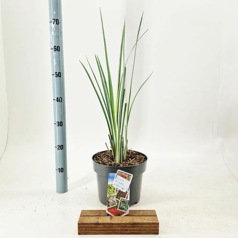 Dietes bicolor MILKY WAY