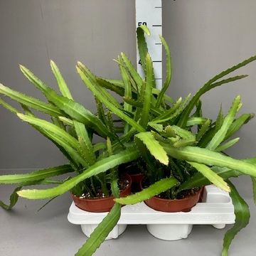 Epiphyllum anguliger RED TIP