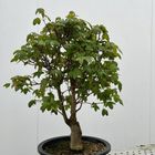 Acer buergerianum