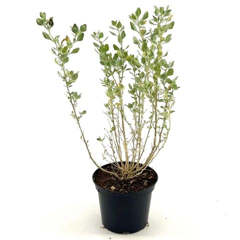 Atriplex halimus