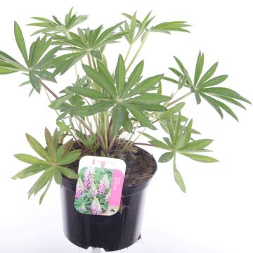 Lupinus 'Gallery Pink'