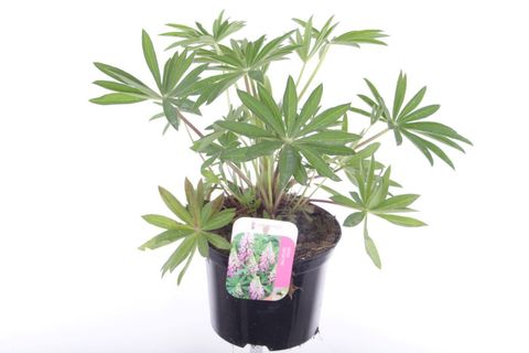 Lupinus 'Gallery Pink'