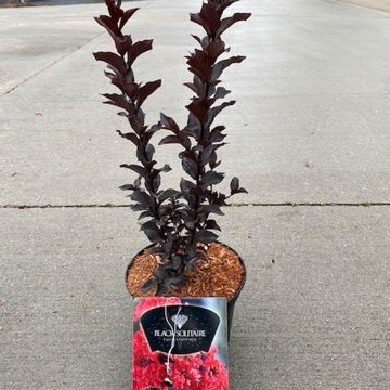 Lagerstroemia indica BEST RED