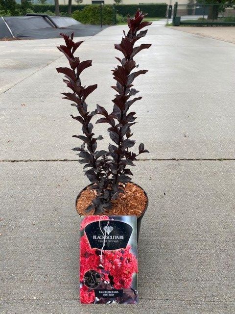 Lagerstroemia indica BEST RED