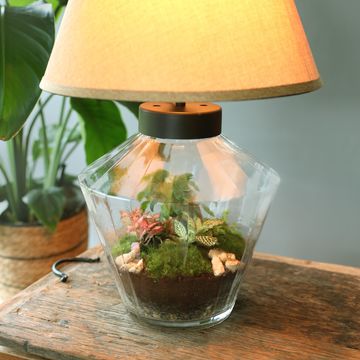 Arrangement Terrarium