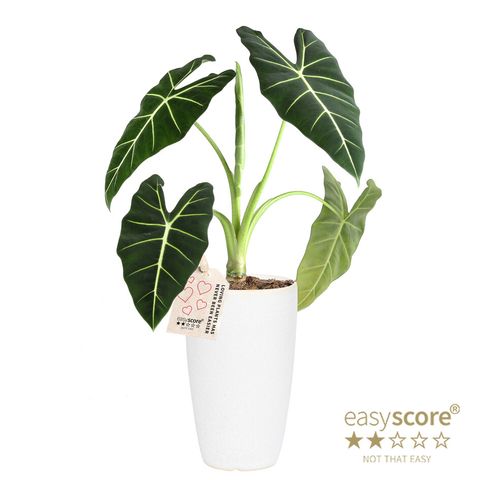 Alocasia micholitziana