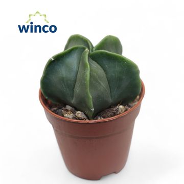 Astrophytum myriostigma nudum