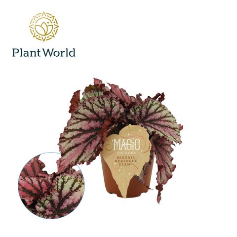 Begonia 'Merengue'