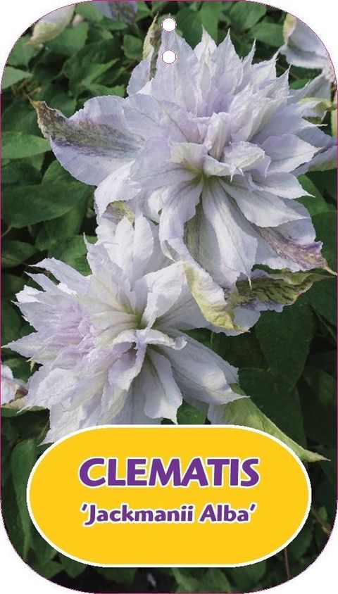 Clematis 'Жакмани Альба' (LL)