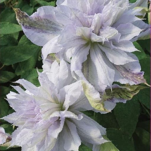 Clematis 'Jackmanii Alba' (LL)