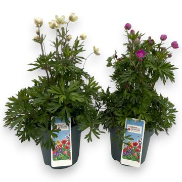 Anemone x lesseri SPRING BEAUTY MIX