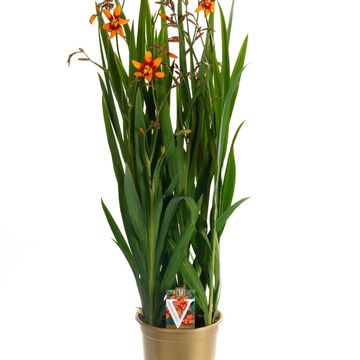 Crocosmia 'Emily McKenzie'