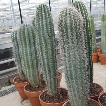 Pachycereus pringlei