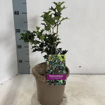 Osmanthus heterophyllus