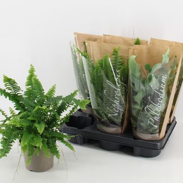 Ferns MIX