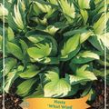 Hosta 'Whirlwind'