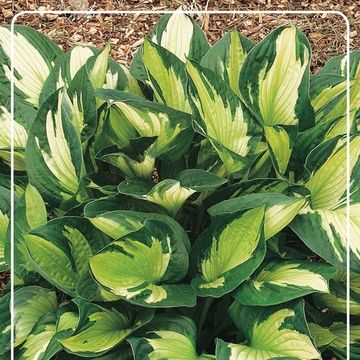 Hosta 'Whirlwind'