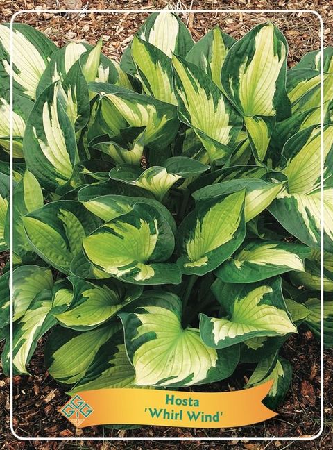 Hosta 'Whirlwind'