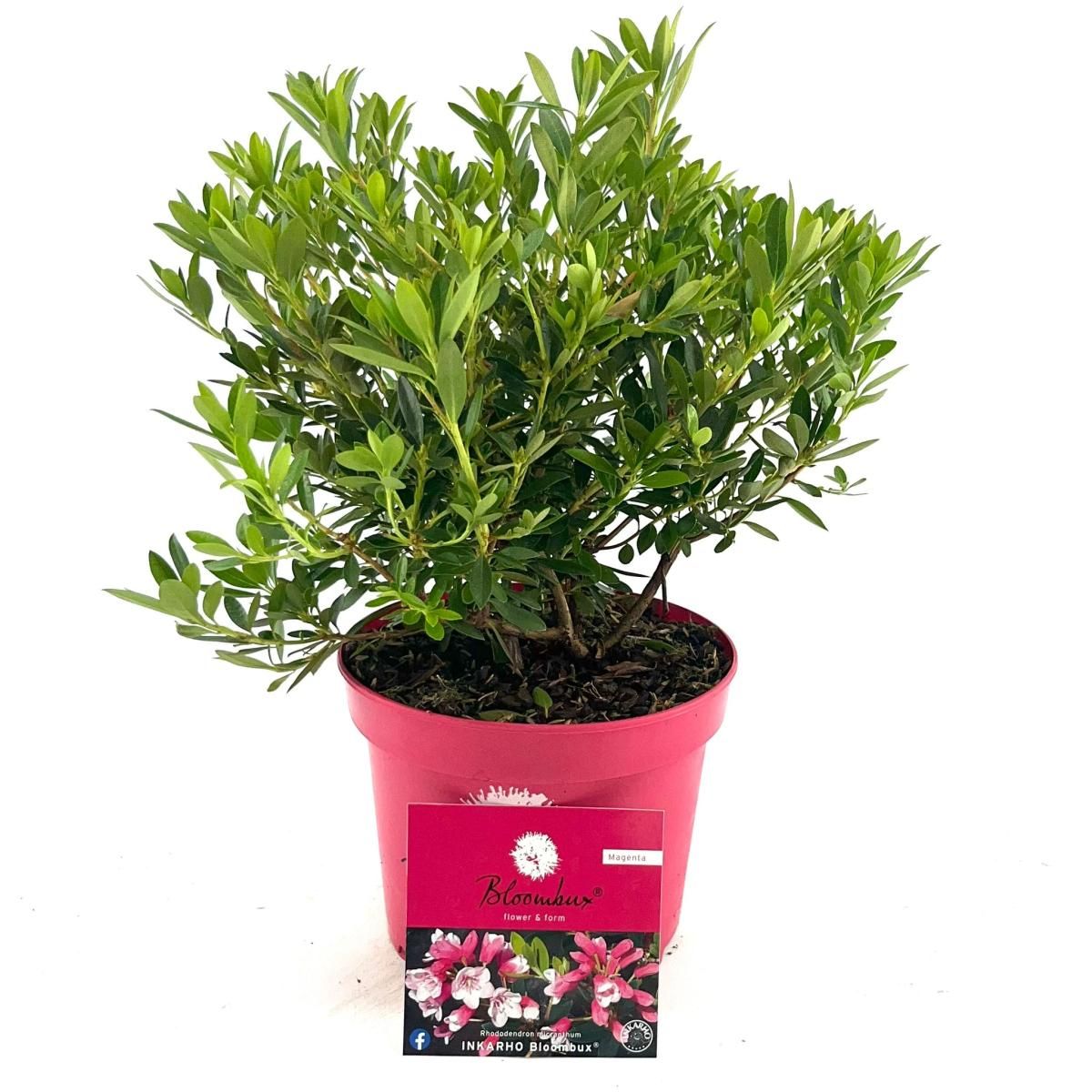 Rhododendron BLOOMBUX MAGENTA  Plant Wholesale FlorAccess